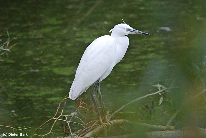 036 Junger Seidenreiher
